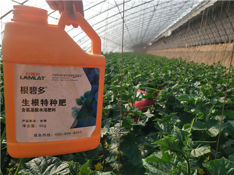 根碧多，菌劑，安碧解