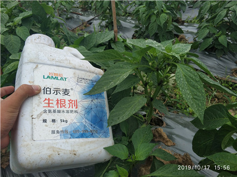 生根劑，伯示麥