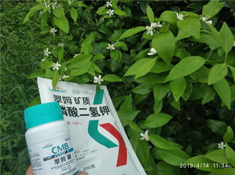 水溶肥，根碧多