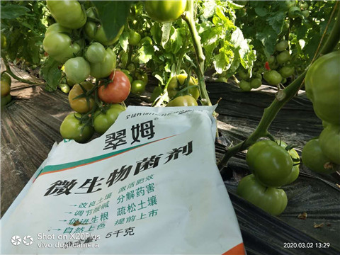 微生物菌劑，根碧多，磷酸二氫鉀