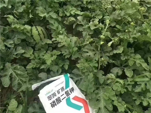 磷酸二氫鉀，硼肥，沖施肥