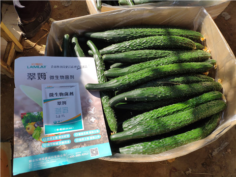葉面肥，安碧解，除草劑藥害