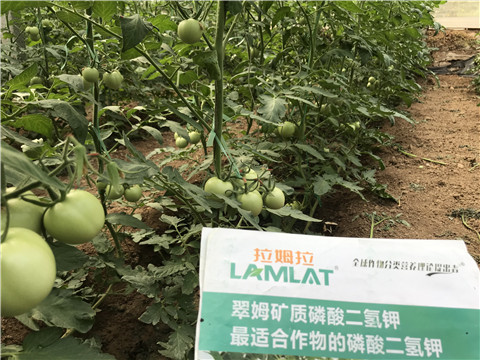 進(jìn)口水溶肥，拉姆拉，翠姆
