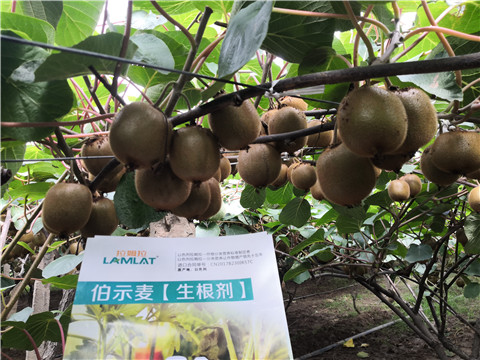 微生物菌劑，生根劑，伯示麥，拉姆拉