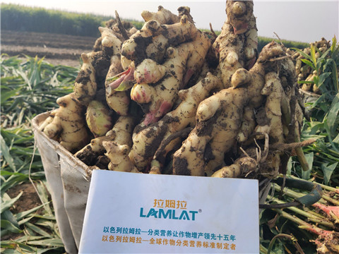 進口水溶肥，拉姆拉，翠姆