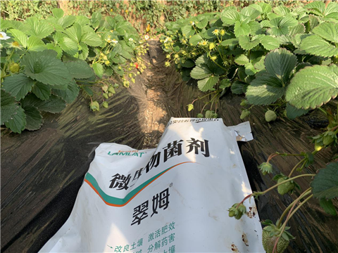 水溶肥，拉姆拉，翠姆