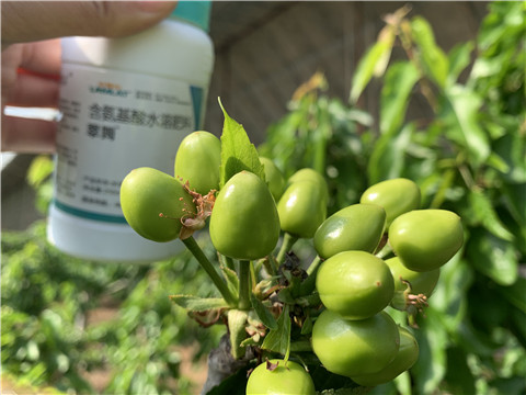 氨基酸水溶肥，拉姆拉，翠姆