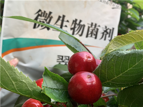 微生物菌劑，拉姆拉，翠姆