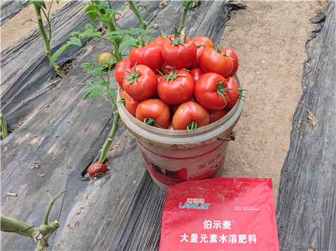 水溶肥，拉姆拉，伯示麥