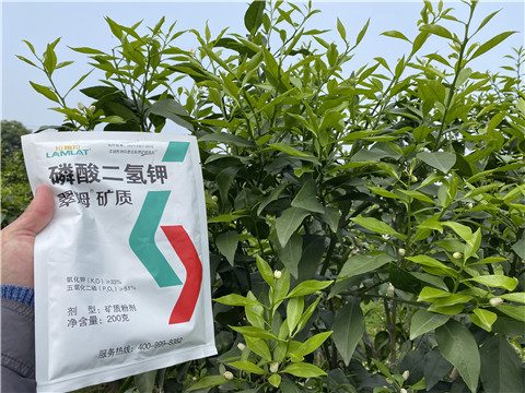 葉面肥，拉姆拉，翠姆