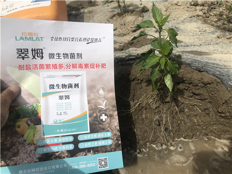 辣椒，拉姆拉，翠姆