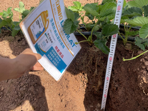 水溶肥品牌,草莓種植,拉姆拉滴灌級特種肥