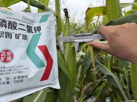 拇指玉米種植,翠姆磷酸二氫鉀,拉姆拉滴灌級特種肥