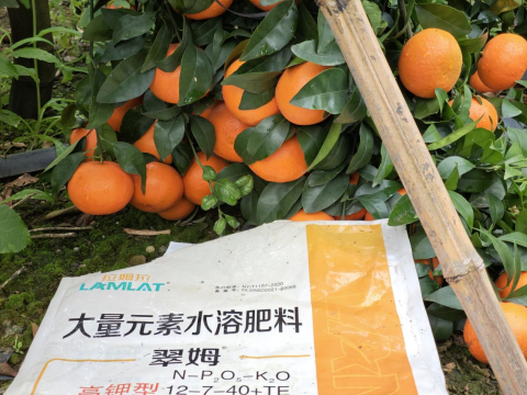 水溶肥品牌,柑橘種植,拉姆拉滴灌級(jí)特種肥